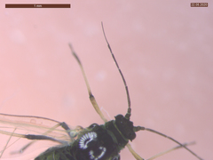 Aphis fabae solanella