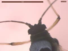 Aphis fabae solanella