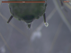 Aphis fabae solanella