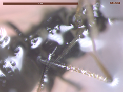 Aphis fabae solanella