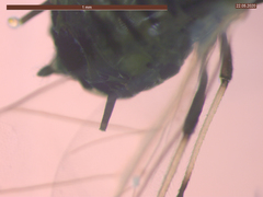 Aphis fabae solanella