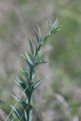 Linaria genistifolia