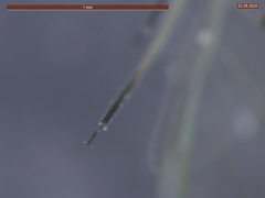 Aphis fabae solanella