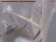 Aphis fabae solanella