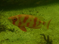 Priacanthus arenatus