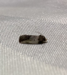 Argyroploce chlorosaris