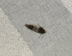 Argyroploce chlorosaris