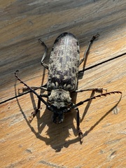 Tithoes frontalis