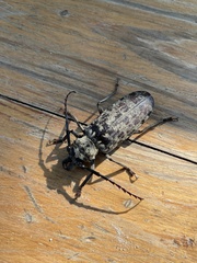 Tithoes frontalis