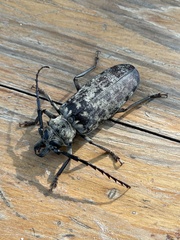 Tithoes frontalis