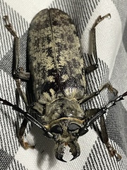 Tithoes frontalis