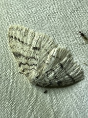 Phiala