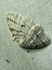 Phiala