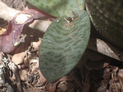 Ledebouria ensifolia