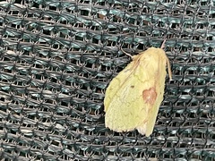 Trabala charon