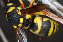 Euodynerus fastidiosus