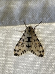 Rhypopteryx