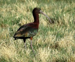 Plegadis chihi × Plegadis falcinellus