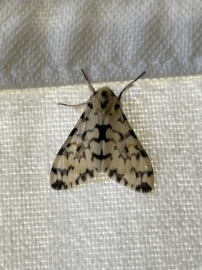 Rhypopteryx