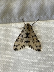 Rhypopteryx