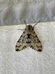 Rhypopteryx