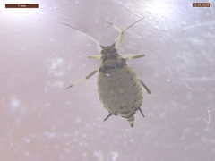 Aphis fabae solanella