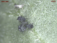 Aphis fabae solanella