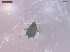 Aphis fabae solanella