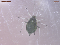 Aphis fabae solanella