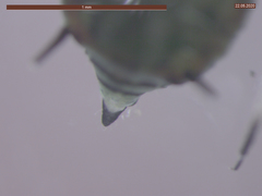 Aphis fabae solanella