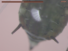 Aphis fabae solanella