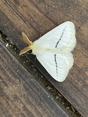 Phiala