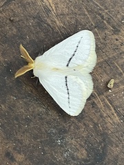 Phiala
