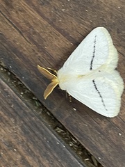 Phiala