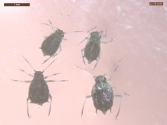 Aphis fabae solanella