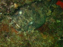 Amphichthys cryptocentrus