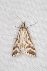 Sedenia rupalis