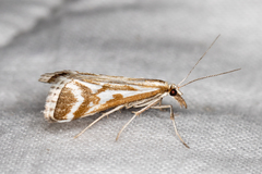 Sedenia rupalis