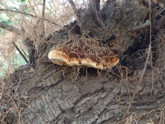 Inocutis tamaricis