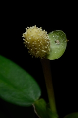 Pothos zippelii