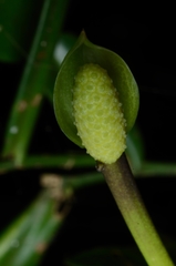 Pothos zippelii
