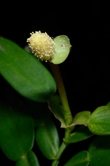 Pothos zippelii