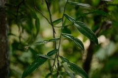 Pothos zippelii