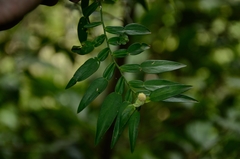 Pothos zippelii