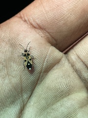 Horvathiolus delicatulus