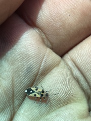 Horvathiolus delicatulus