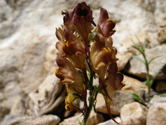 Linaria aeruginea