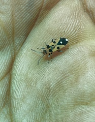 Horvathiolus delicatulus