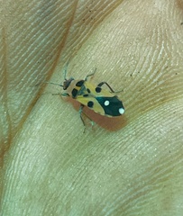 Horvathiolus delicatulus