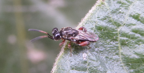 Antrocephalus, 2021-11-30
